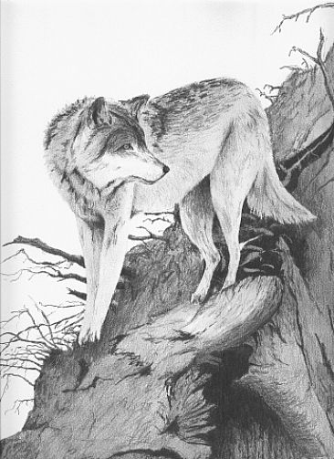 Lone Wolf - Wolf by Stuart Arnett